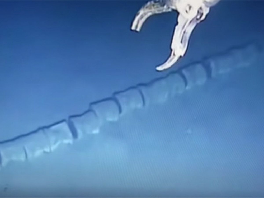 Thả camera sâu 830m xuống biển, gặp ''rồng'', chuyên gia không tin vào mắt mình - ảnh 2