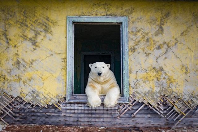 Gấu Bắc Cực cai trị những ngôi nhà bỏ hoang trên hòn đảo Kolyuchin, Nga - ảnh 7
