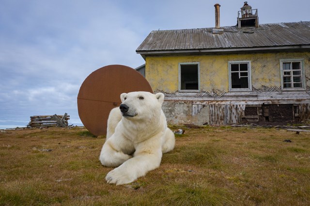 Gấu Bắc Cực cai trị những ngôi nhà bỏ hoang trên hòn đảo Kolyuchin, Nga - ảnh 10