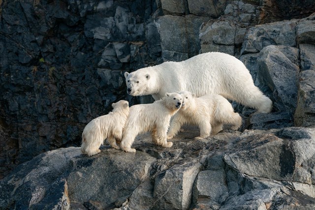 Gấu Bắc Cực cai trị những ngôi nhà bỏ hoang trên hòn đảo Kolyuchin, Nga - ảnh 3