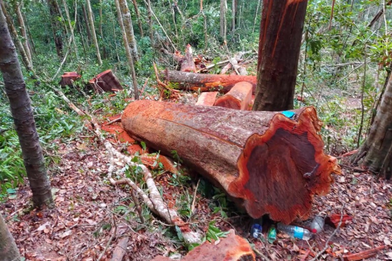 Khởi tố 11 đối tượng vụ rừng xanh bị “xẻ thịt” ở Gia Lai - ảnh 1