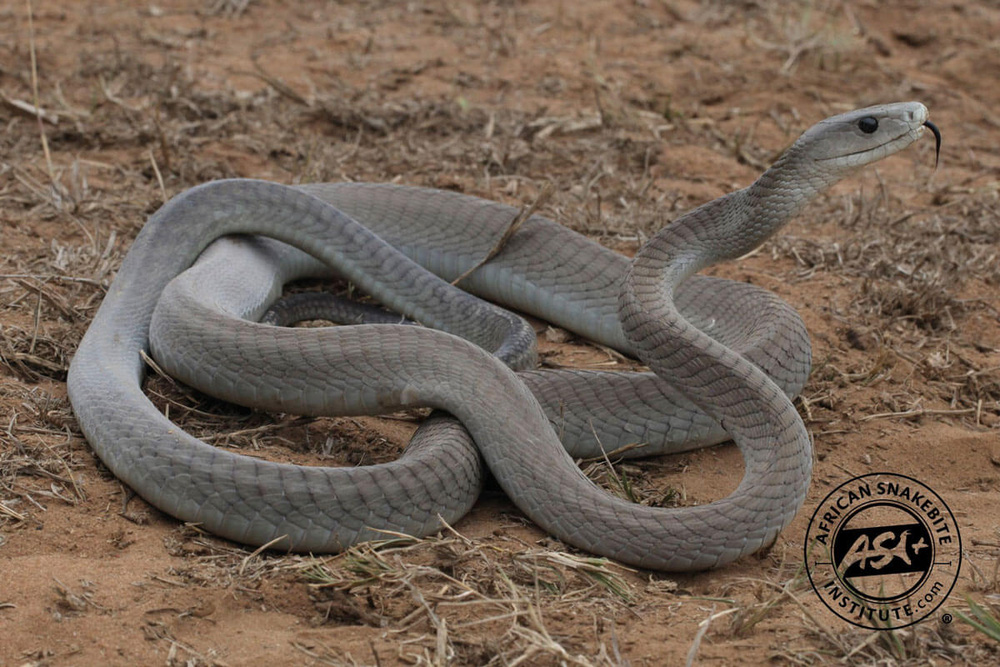 Giải mã bí ẩn loài rắn có hai chân với ''nụ hôn thần chết'': Độc hơn hổ mang chúa gấp 5 lần! - ảnh 3