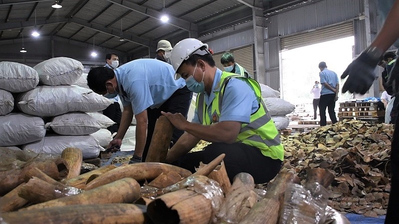 Đà Nẵng: Phát hiện hơn 6 tấn hàng lậu nghi là ngà voi, vảy tê tê - ảnh 1