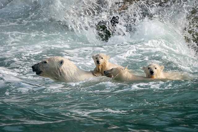 Gấu Bắc Cực cai trị những ngôi nhà bỏ hoang trên hòn đảo Kolyuchin, Nga - ảnh 4