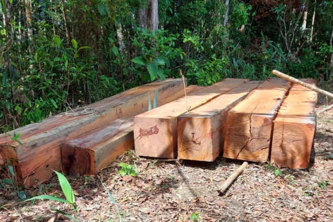 Khởi tố 11 đối tượng vụ rừng xanh bị “xẻ thịt” ở Gia Lai - ảnh 4