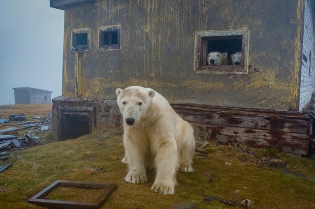 Gấu Bắc Cực cai trị những ngôi nhà bỏ hoang trên hòn đảo Kolyuchin, Nga - ảnh 9