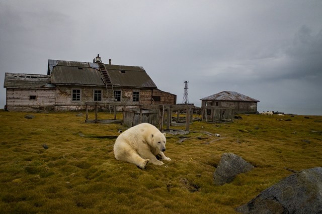 Gấu Bắc Cực cai trị những ngôi nhà bỏ hoang trên hòn đảo Kolyuchin, Nga - ảnh 2
