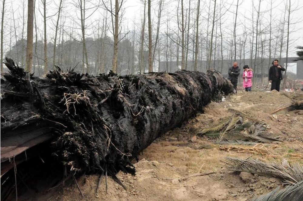 Lạ đời loại gỗ giá gần 9.000 tỷ/cây nhưng không ai dám trồng: 5 lý do đều chính đáng - ảnh 2
