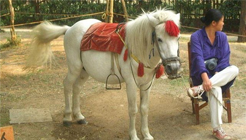 Chú ngựa Bạch Long Mã 6 năm quay Tây Du Ký: Xuất thân cao quý, kết cục bi thảm sau bộ phim - ảnh 3