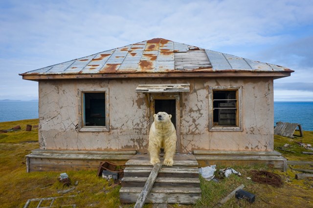 Gấu Bắc Cực cai trị những ngôi nhà bỏ hoang trên hòn đảo Kolyuchin, Nga - ảnh 8