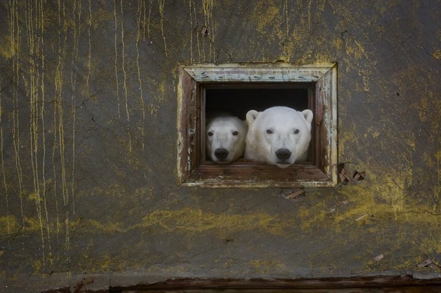 Gấu Bắc Cực cai trị những ngôi nhà bỏ hoang trên hòn đảo Kolyuchin, Nga - ảnh 6