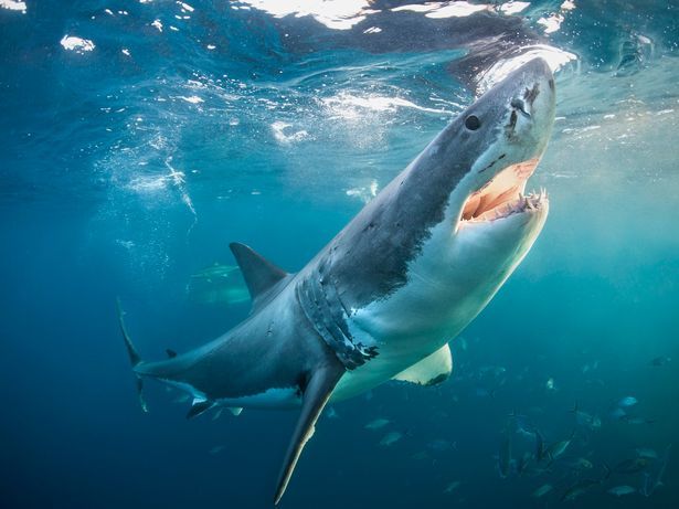 Phát hoảng khi câu được cá mập trắng lớn ở ngoài khơi New Zealand - ảnh 1