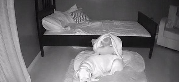 Sáng nào cũng thấy con trai ngủ trong ổ chó, bố mẹ bí mật đặt camera ngay trong phòng thì phát hiện sự thật ngã ngửa - ảnh 1