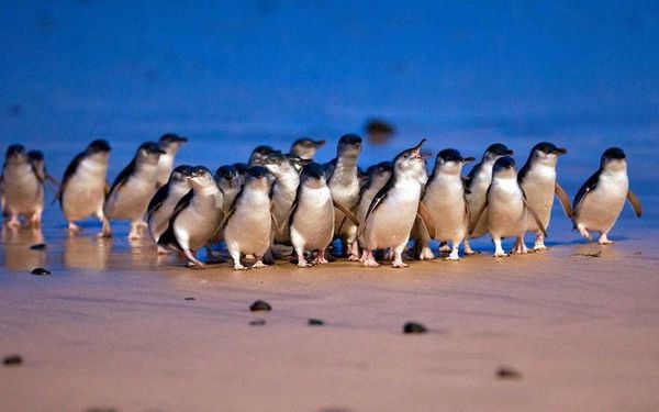 5.200 chim cánh cụt nhỏ nhất thế giới lạch bạch trên bãi biển trong cuộc diễu hành kỷ lục - ảnh 1