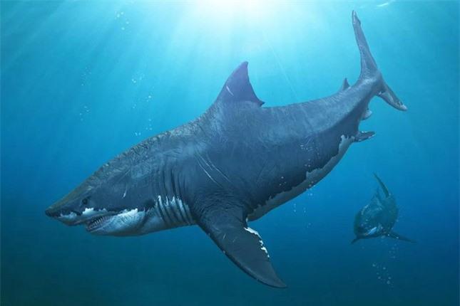 Sự thật về loài cá mập khổng lồ thống trị biển sâu hơn 20 triệu năm - ảnh 1