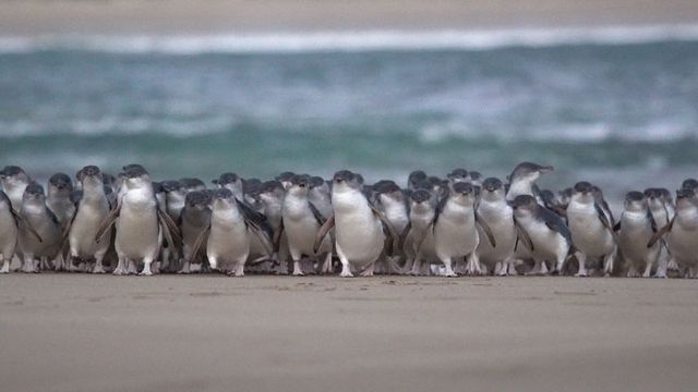 5.200 chim cánh cụt nhỏ nhất thế giới lạch bạch trên bãi biển trong cuộc diễu hành kỷ lục - ảnh 4