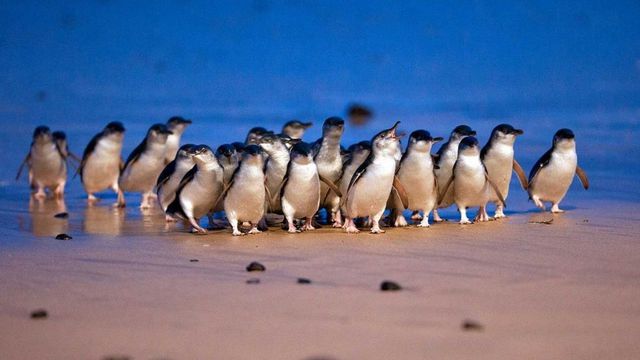 5.200 chim cánh cụt nhỏ nhất thế giới lạch bạch trên bãi biển trong cuộc diễu hành kỷ lục - ảnh 2