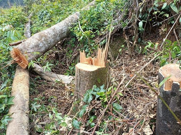 Bình Định: Điều tra hành vi phá rừng, lấn chiếm đất rừng tại Phù Mỹ - ảnh 1