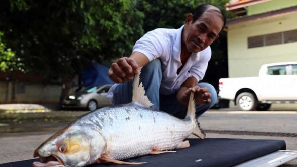 Bất ngờ tìm thấy cá chép hồi khổng lồ trên sông Mekong sau hàng chục năm - ảnh 1