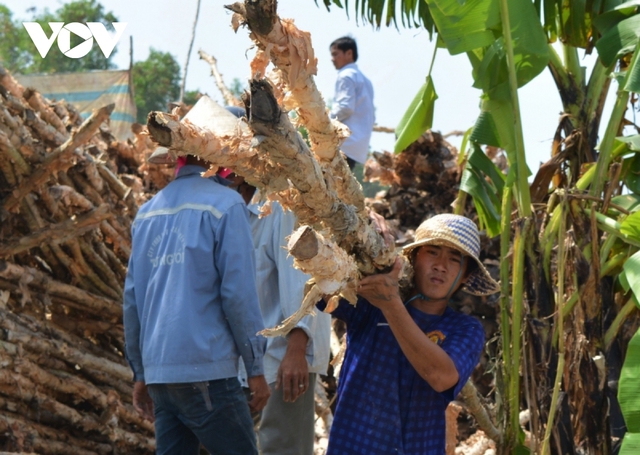Giá cây tràm giảm, người trồng rừng U Minh hạ mất nửa thu nhập - ảnh 1