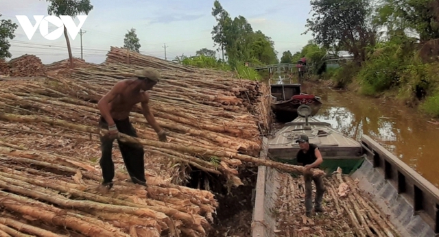 Giá cây tràm giảm, người trồng rừng U Minh hạ mất nửa thu nhập - ảnh 2