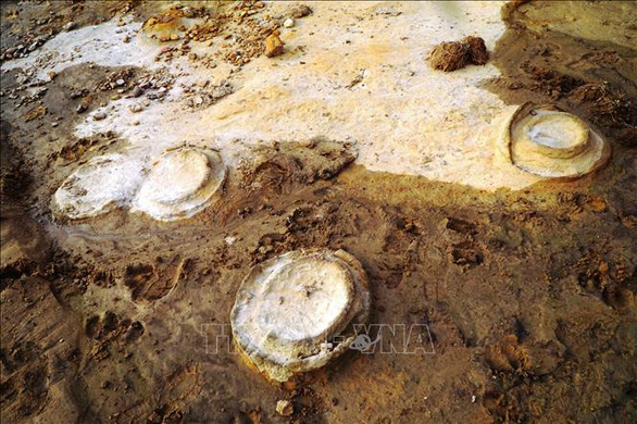 Phát hiện hóa thạch sinh vật biển Cúc đá 200 triệu năm tuổi ở Tây Nguyên - ảnh 1