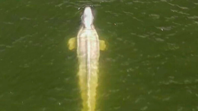 Pháp: Cá voi Beluga lạc ở sông Seine gầy yếu đến mức nguy hiểm và từ chối thức ăn - ảnh 2