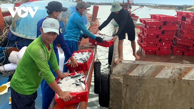 Ngư dân Quảng Bình trúng đậm 250 tấn cá nục, thu 2,4 tỷ đồng - ảnh 3