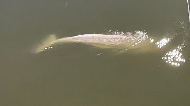 Pháp: Cá voi Beluga lạc ở sông Seine gầy yếu đến mức nguy hiểm và từ chối thức ăn - ảnh 1