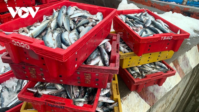 Ngư dân Quảng Bình trúng đậm 250 tấn cá nục, thu 2,4 tỷ đồng - ảnh 4