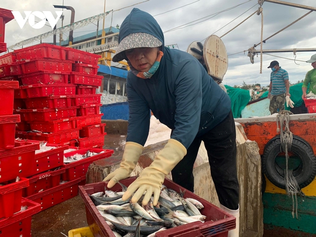 Ngư dân Quảng Bình trúng đậm 250 tấn cá nục, thu 2,4 tỷ đồng - ảnh 5