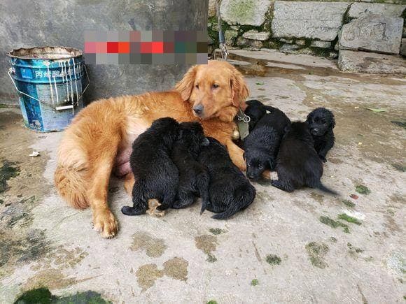Chó mẹ lông vàng lại đẻ được toàn con màu đen, cả chủ lần chó đều ngỡ ngàng - ảnh 4