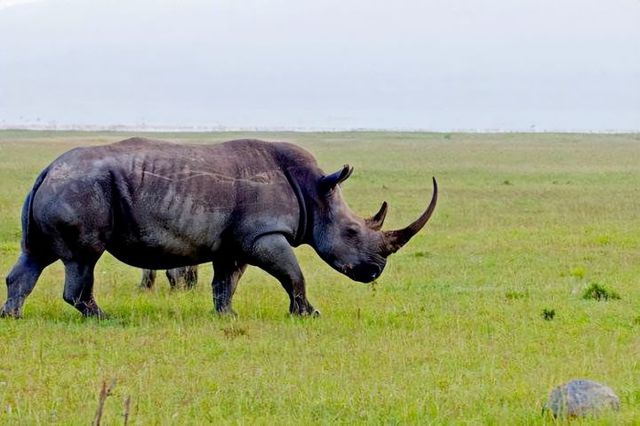 Hóa ra Trung Quốc đã từng tồn tại nhiều loài tê giác hơn cả Châu Phi - ảnh 1