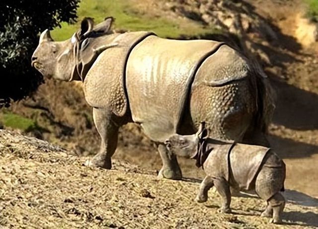 Hóa ra Trung Quốc đã từng tồn tại nhiều loài tê giác hơn cả Châu Phi - ảnh 10