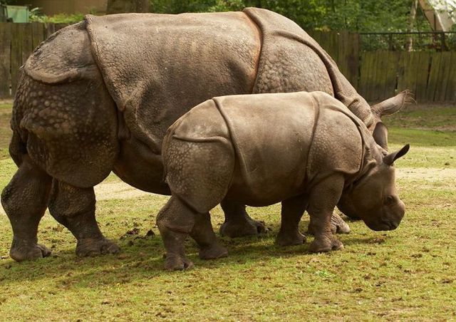 Hóa ra Trung Quốc đã từng tồn tại nhiều loài tê giác hơn cả Châu Phi - ảnh 7