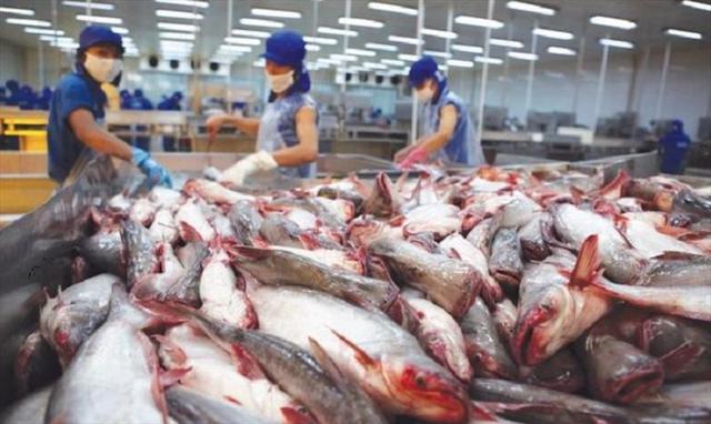 Doanh nghiệp xuất khẩu cá tra lo “đói” nguyên liệu - ảnh 2
