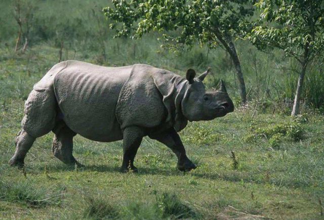 Hóa ra Trung Quốc đã từng tồn tại nhiều loài tê giác hơn cả Châu Phi - ảnh 5