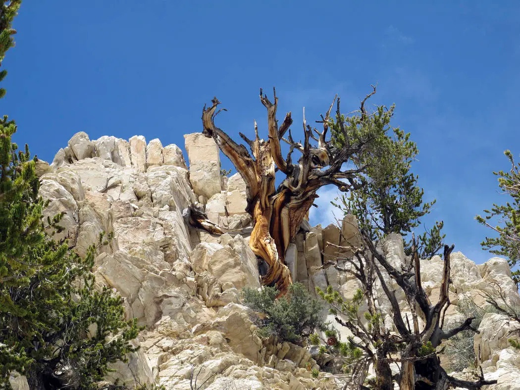 Cái chết của những cây cổ thụ nghìn năm - ảnh 4
