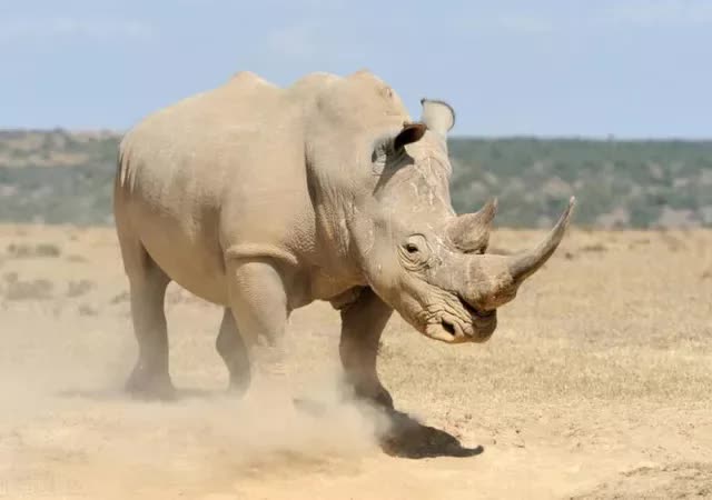 Hóa ra Trung Quốc đã từng tồn tại nhiều loài tê giác hơn cả Châu Phi - ảnh 2