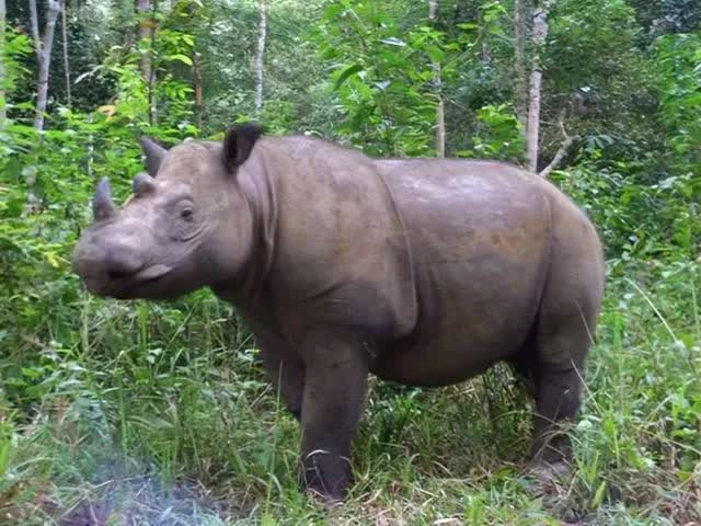 Hóa ra Trung Quốc đã từng tồn tại nhiều loài tê giác hơn cả Châu Phi - ảnh 9