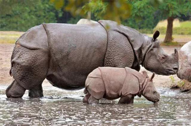 Hóa ra Trung Quốc đã từng tồn tại nhiều loài tê giác hơn cả Châu Phi - ảnh 4