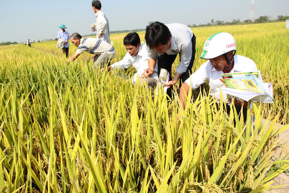 Việt Nam thua Thái Lan về giống nông sản? - ảnh 1