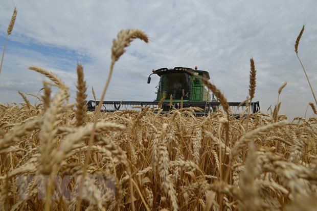 Nga vẫn có thể đạt kỷ lục trong vụ thu hoạch ngũ cốc năm 2022 - ảnh 1