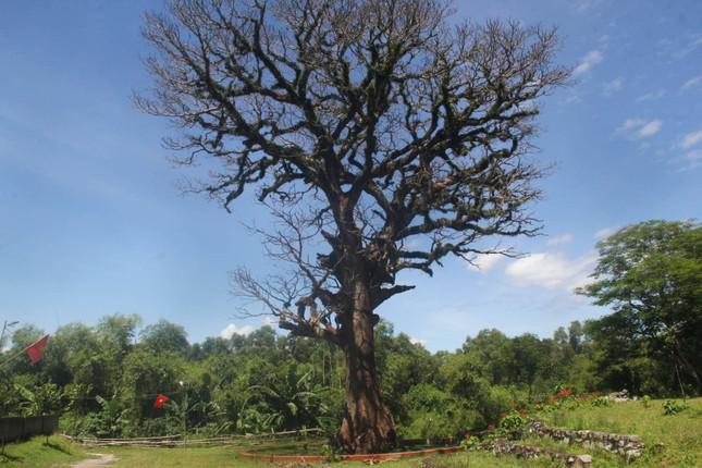 Cây trôi cổ thụ hơn 300 tuổi ở Nghệ An chết khô sau khi được ''bảo dưỡng'' - ảnh 2