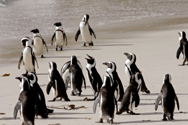 Chim cánh cụt châu Phi có nguy cơ tuyệt chủng do ô nhiễm tiếng ồn - ảnh 1