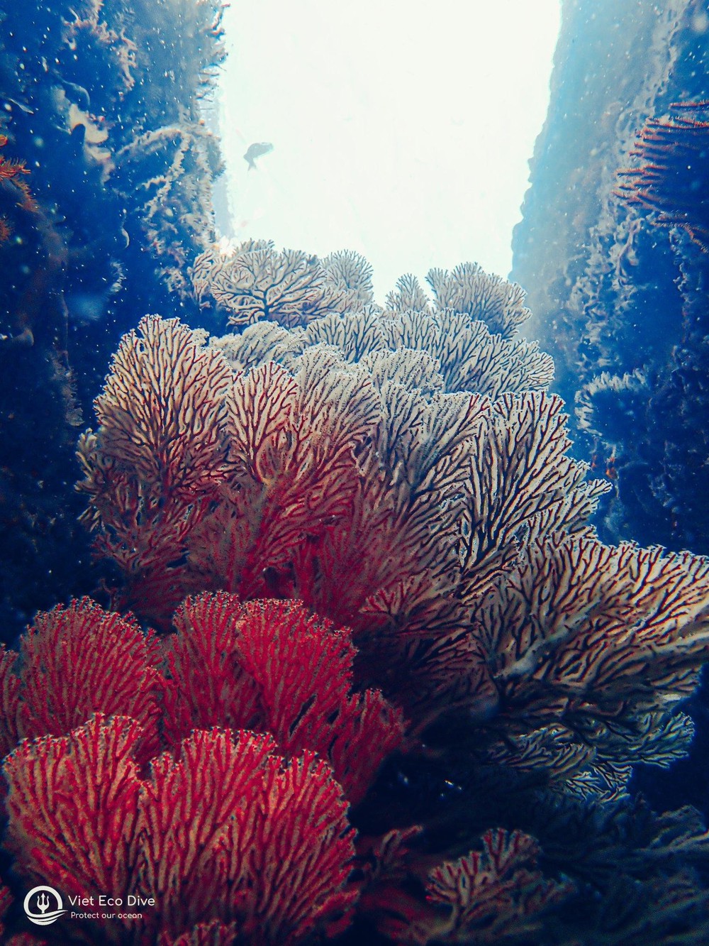Chiêm ngưỡng san hô tuyệt đẹp dưới đáy biển Việt Nam - ảnh 8