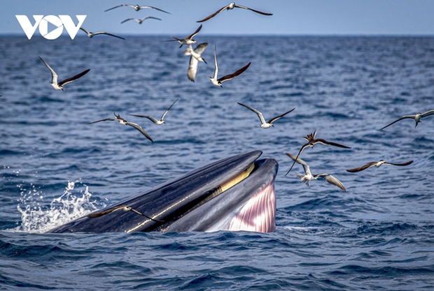 Choáng ngợp cảnh mẹ con cá voi săn mồi ở vùng biển Đề Gi - ảnh 11