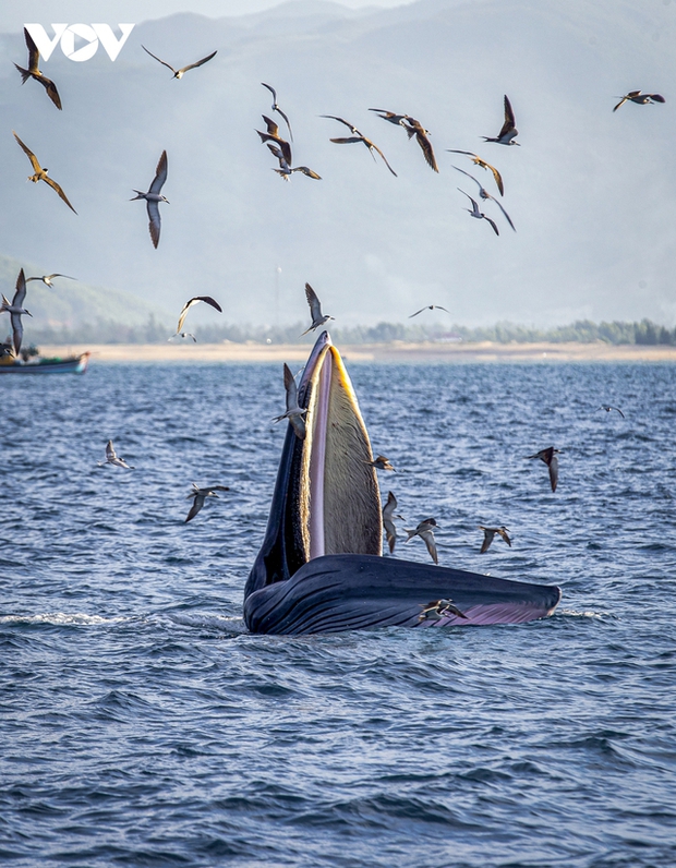 Choáng ngợp cảnh mẹ con cá voi săn mồi ở vùng biển Đề Gi - ảnh 5