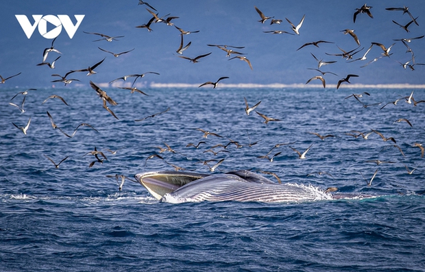 Choáng ngợp cảnh mẹ con cá voi săn mồi ở vùng biển Đề Gi - ảnh 9