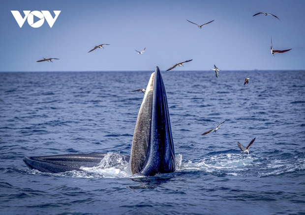 Choáng ngợp cảnh mẹ con cá voi săn mồi ở vùng biển Đề Gi - ảnh 10